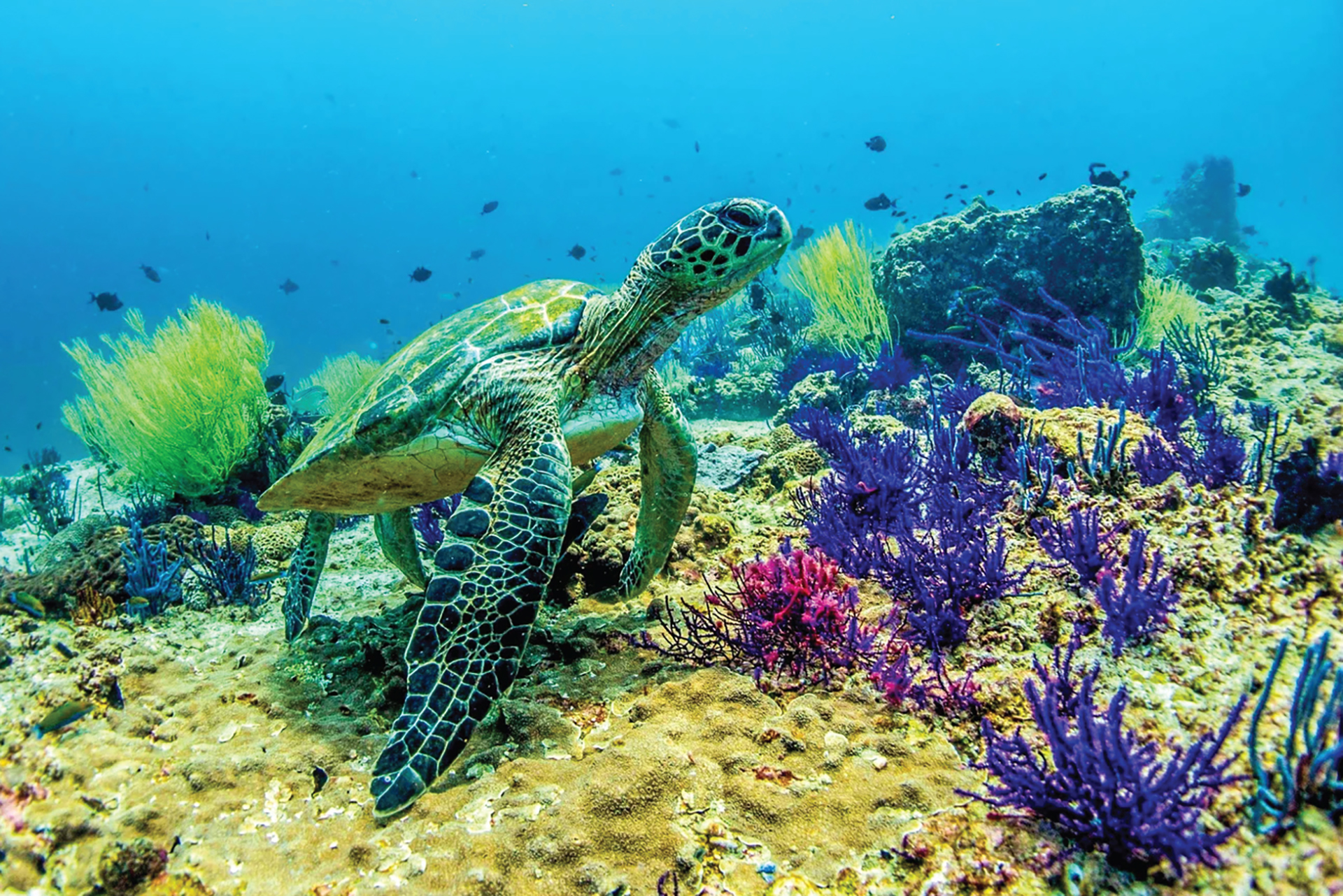Scuba Diving Dubai