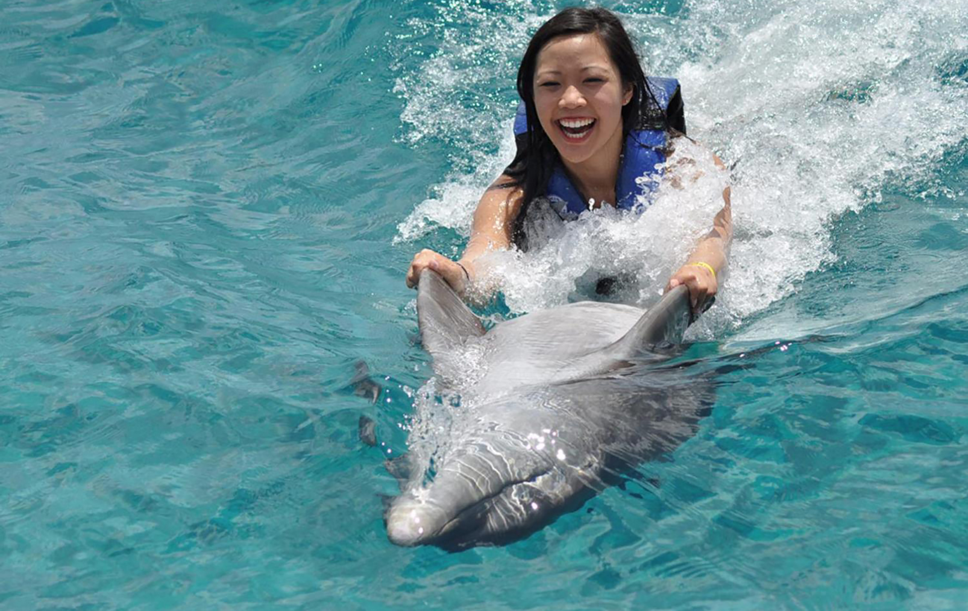 Dolphin & Seal Show - image 7