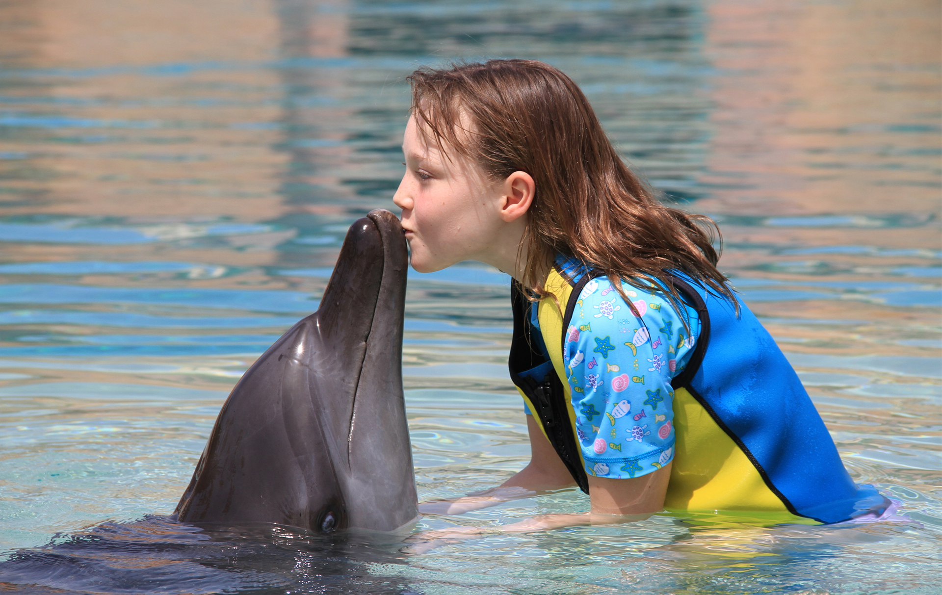 Dolphin & Seal Show - image 10